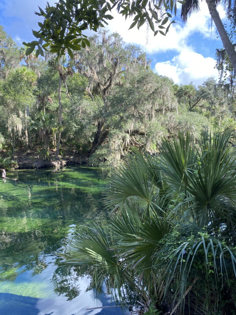 Tips for Taking a Blue Springs State Park Day Trip in 2025 - The ...